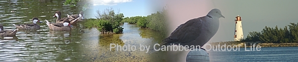 bahamas outdoor collage comp.jpg (77168 bytes)