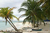 barbados beach coconut trees.jpg (39987 bytes)